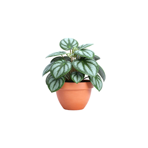 Watermelon Peperomia | Indoor Plants Names for Kids