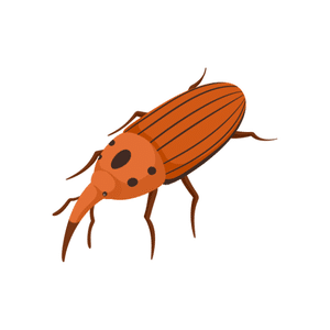 Weevil | Insect Names for Kids in English