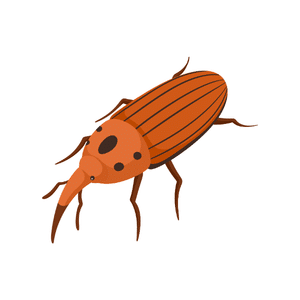 Weevil Beetle | Insect Names for Kids in English