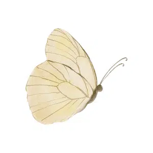 Whitefly