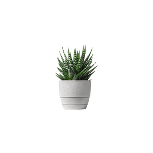 Zebra Haworthia | Indoor Plants Names for Kids
