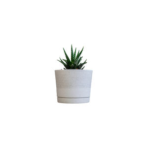 Zebra | Indoor Plants Names for Kids