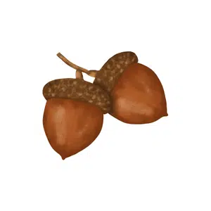 Acorn | Forest Things Names for Kids in English