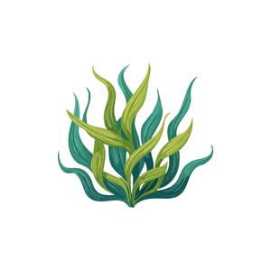 Algae | River Things Names for Kids in English