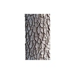 Bark | Forest Things Names for Kids in English
