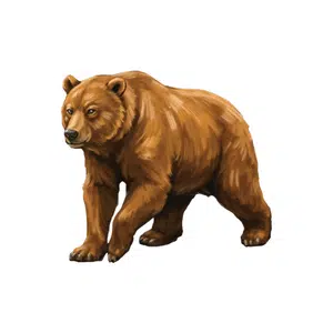 Bear 