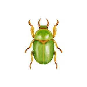 Beetle 