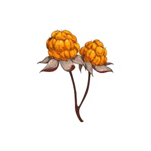 Bramble 