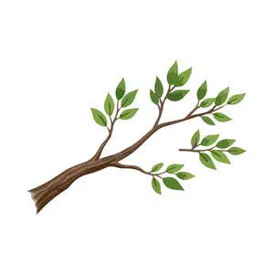Branch | Forest Things Names for Kids in English