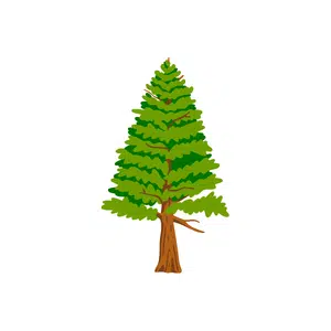 Cedar tree