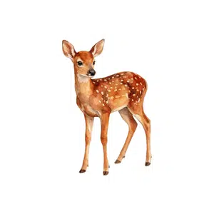 Deer | Mountain Things Names for Kids in English