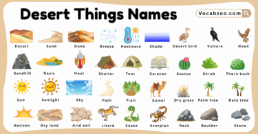 Desert Things Names for Kids in English with Pictures