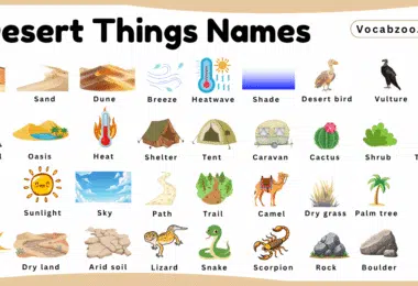Desert Things Names for Kids in English with Pictures