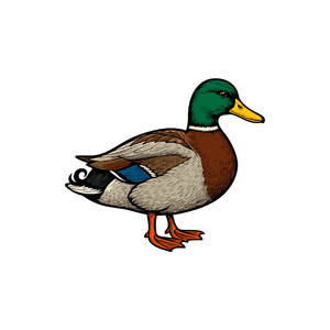 Duck | River Things Names for Kids in English