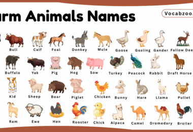 Farm Animals Names for Kids in English with Pictures