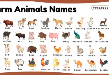 Farm Animals Names for Kids in English with Pictures