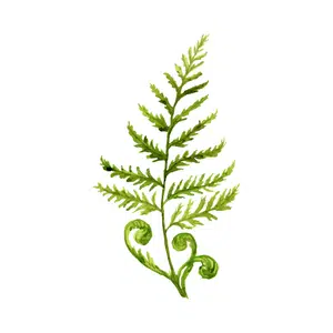 Fern | Forest Things Names for Kids in English