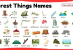 Forest Things Names for Kids in English with Pictures