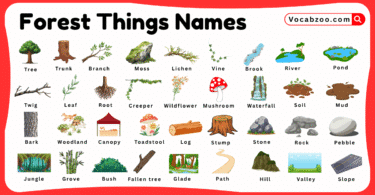 Forest Things Names for Kids in English with Pictures
