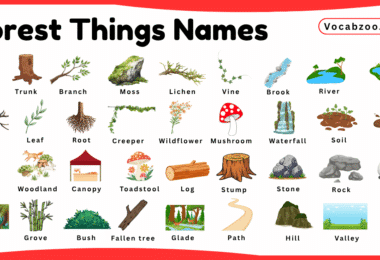 Forest Things Names for Kids in English with Pictures