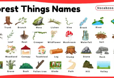 Forest Things Names for Kids in English with Pictures