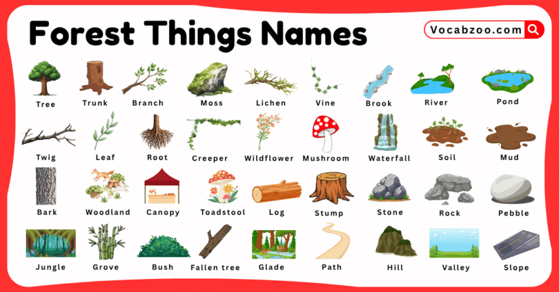 Forest Things Names for Kids in English with Pictures