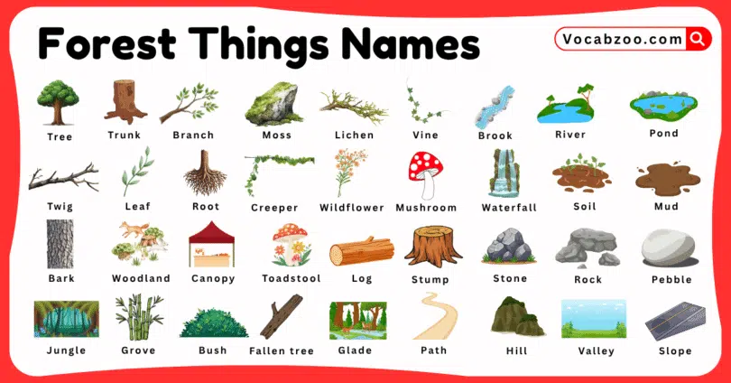 Forest Things Names for Kids in English with Pictures