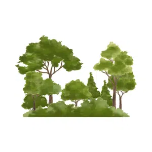 Forest | Mountain Things Names for Kids in English