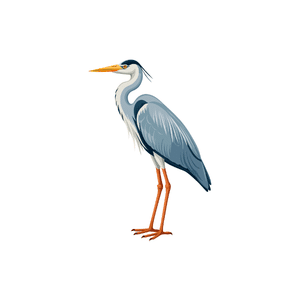 Heron | River Things Names for Kids in English