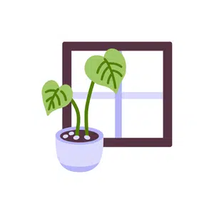 Indoor plant | Home Decoration Items Names for Kids