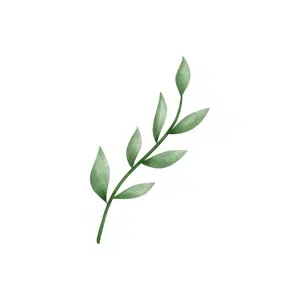 Leaf | Forest Things Names for Kids in English