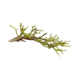 Lichen | Forest Things Names for Kids in English