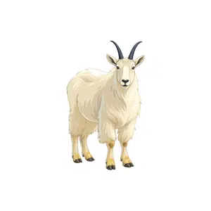 Mountain goat