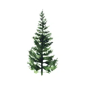 Pine tree