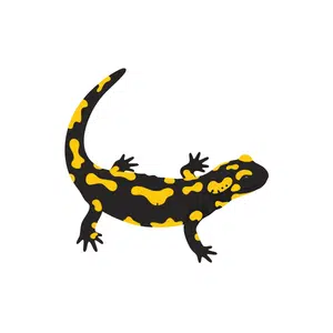 Salamander