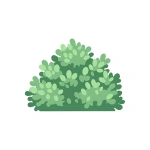 Shrub | Forest Things Names for Kids in English