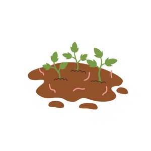 Soil | Forest Things Names for Kids in English