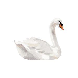 Swan | River Things Names for Kids in English