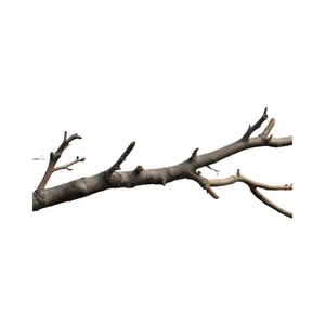 Twig | Forest Things Names for Kids in English
