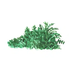 Undergrowth