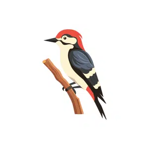 Woodpecker