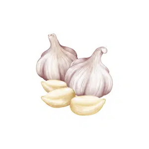 Garlic | Healthy Food Names for Kids in English