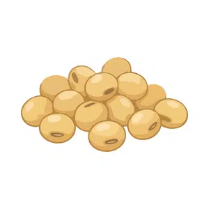 Soybeans | Healthy Food Names for Kids in English