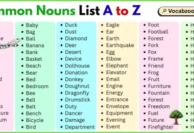 Common Nouns List A to Z in English with Pictures